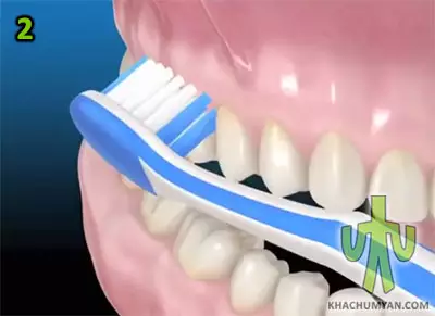 The position of the brush relative to the back teeth